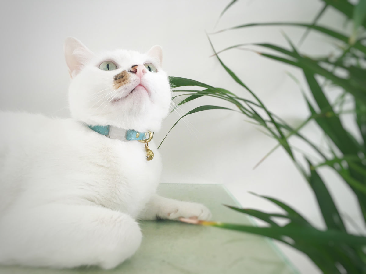 What's the Best Cat Collar for Safety? – Noggins & Binkles