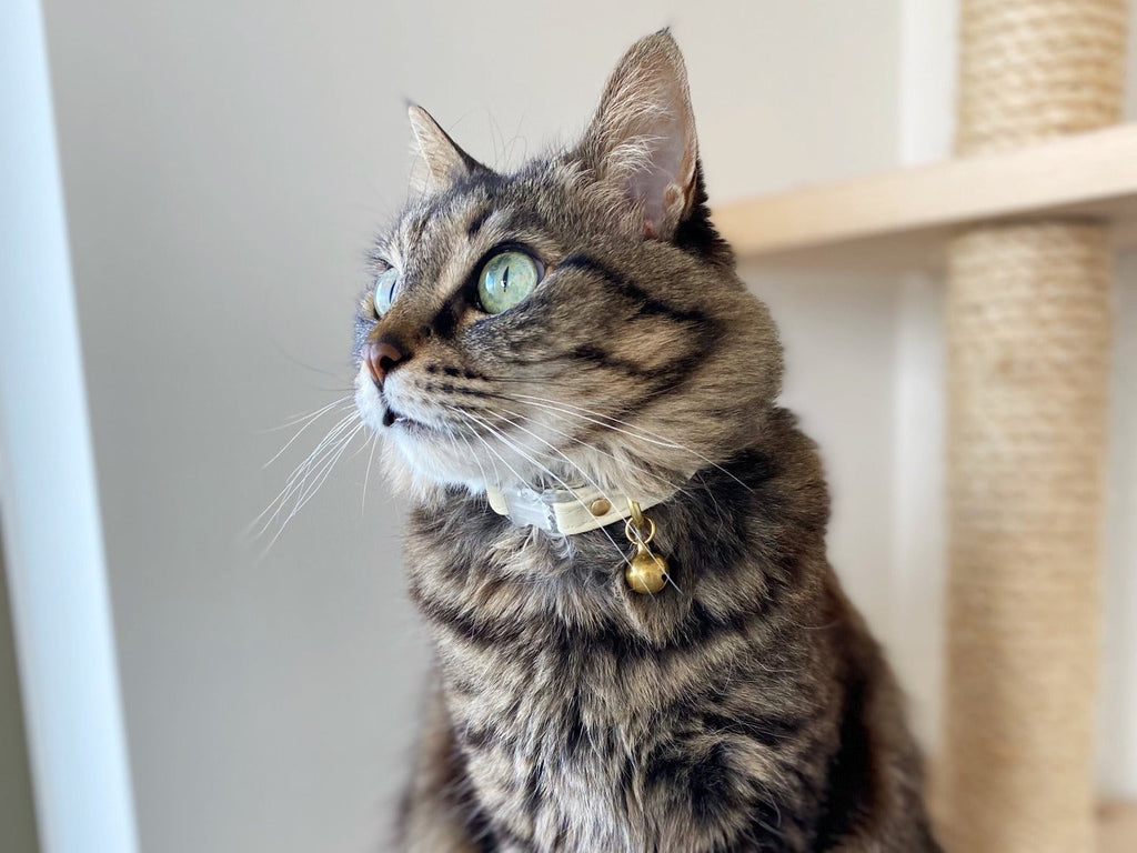 What is the Best Material for a Cat Collar?